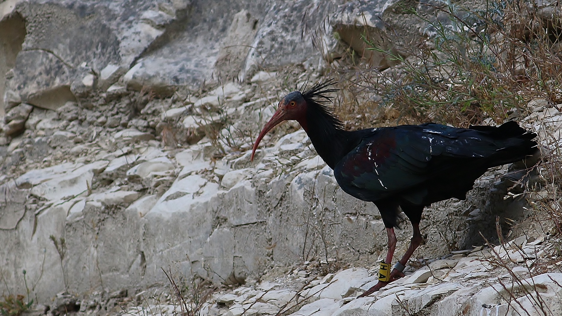 Northern Bald Ibis